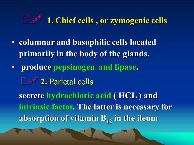   1. Chief cells , or zymogenic cells  columnar and basophilic cells